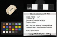 Foto (Objekt + Etiketten) von Eodromites sp. 
